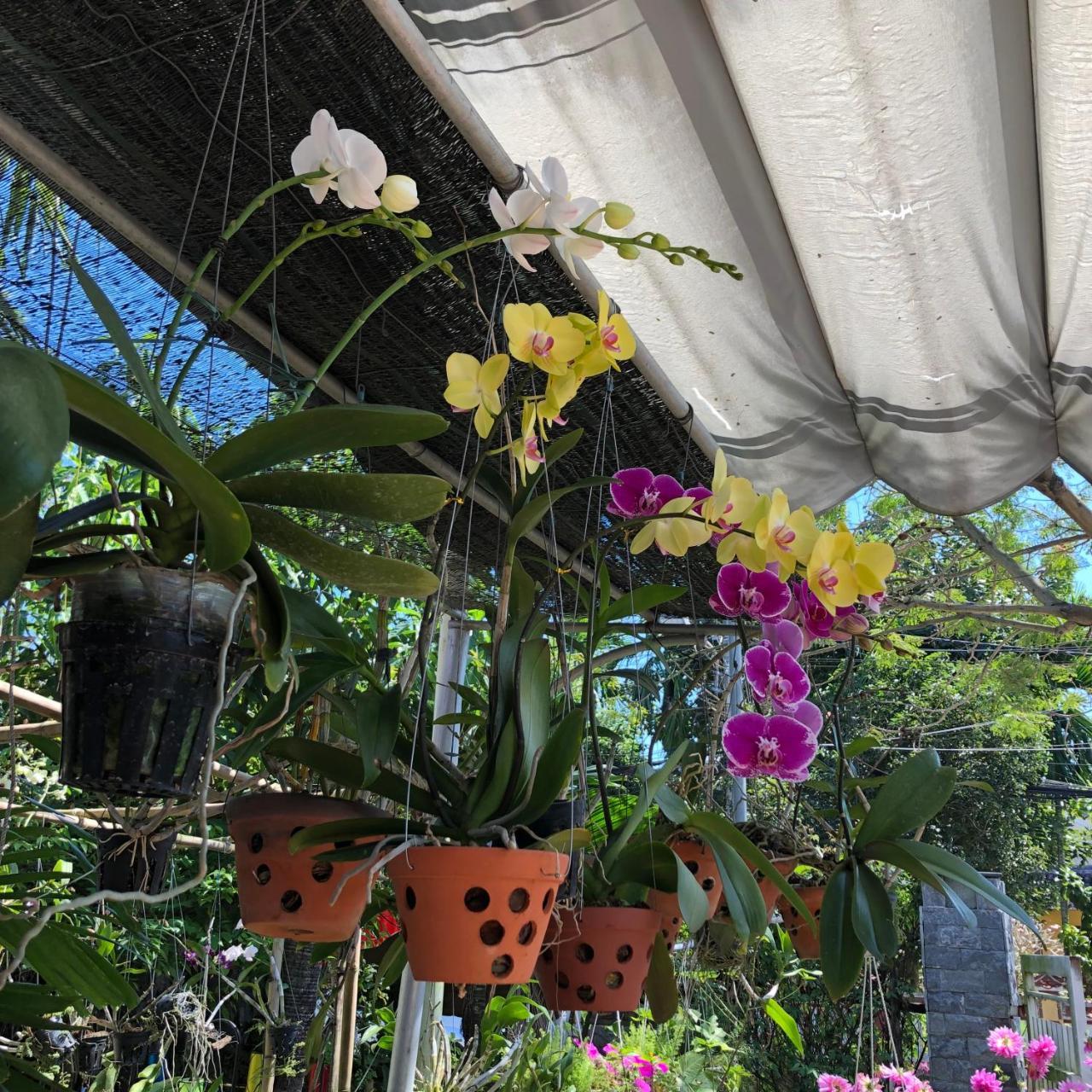 Charming Homestay Hội An Extérieur photo